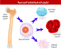 زرع نخاع العظم وأبرز المعلومات عنه